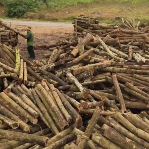 Nguyên liệu đầu vào sản xuất ván ép phủ phim, ván bóc, ván lạng